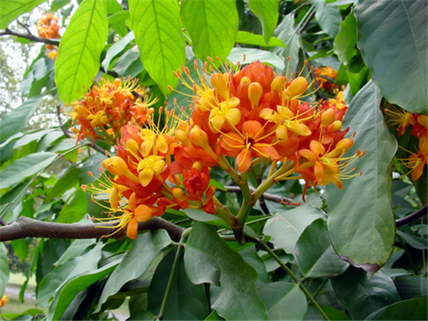 无忧树是什么树？无忧花如何养护？