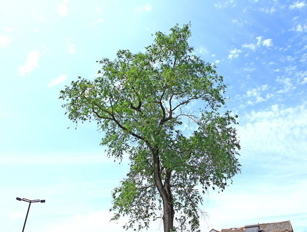 白榆树可以嫁接什么树？