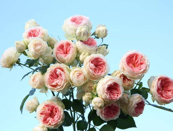 门廊绒球月季的优缺点有哪些？