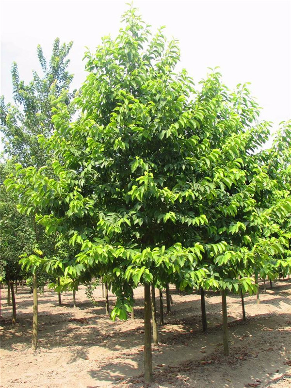 乐昌含笑如何移植？