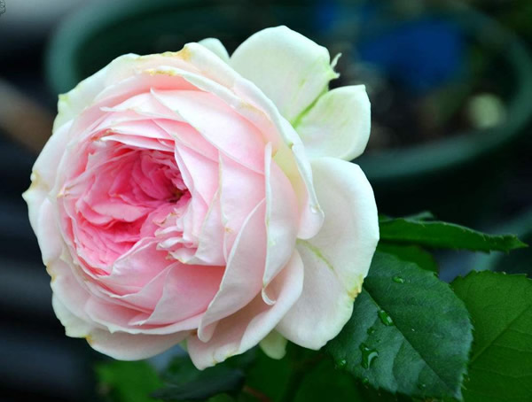 门廊绒球月季是藤本植物吗？