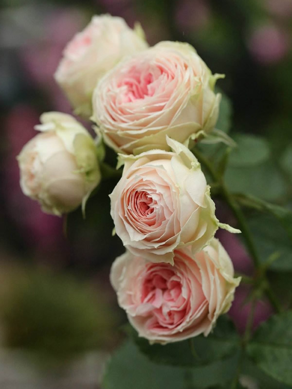 门廊绒球月季养护的要点有哪些？