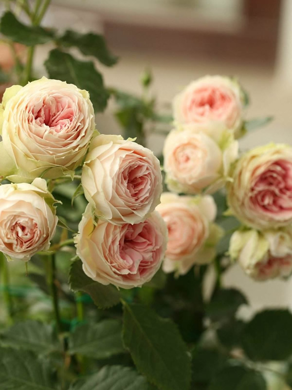 门廊绒球月季扦插好还是嫁接好？