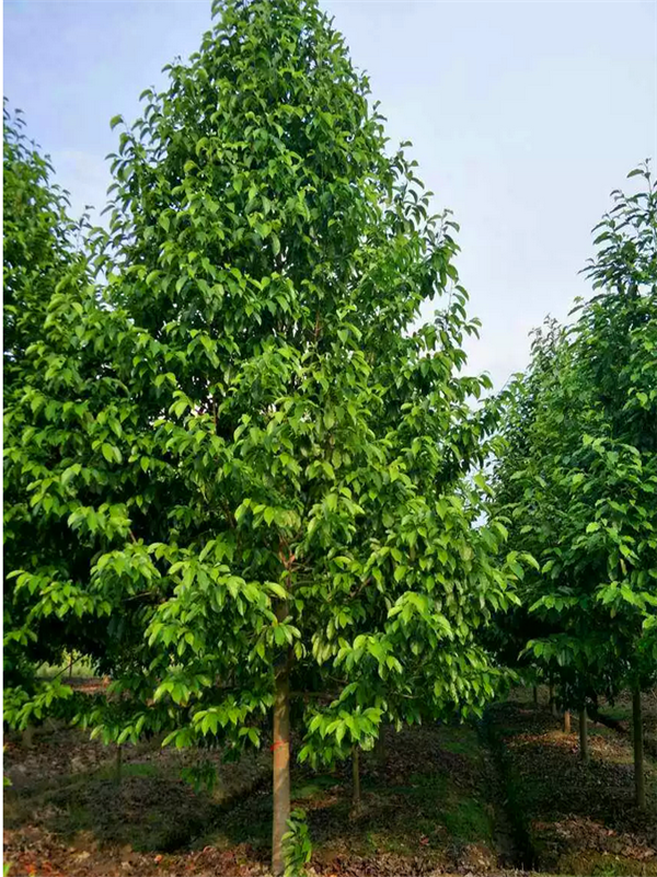 乐昌含笑什么时候开花？