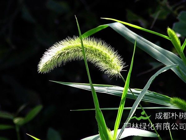 狗尾草的功效与作用有哪些？