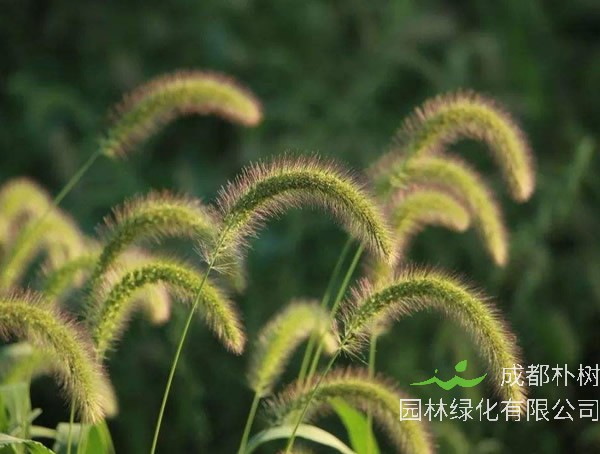 狗尾草的特点有哪些？