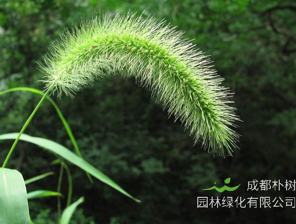 狗尾草为什么会变黄？