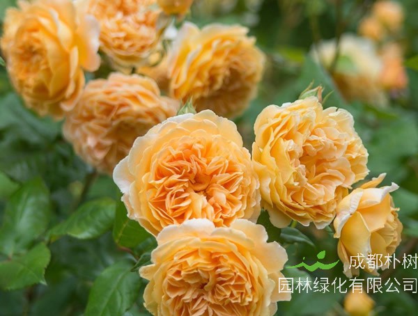 玛格丽特王妃月季的优点和缺点分别是什么？