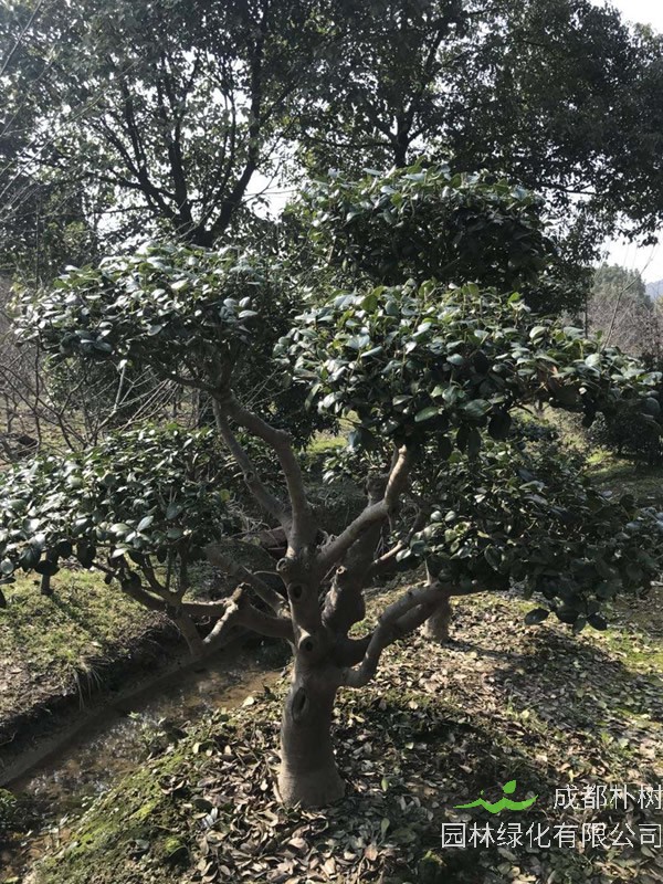 枸骨树的风水及作用有哪些？