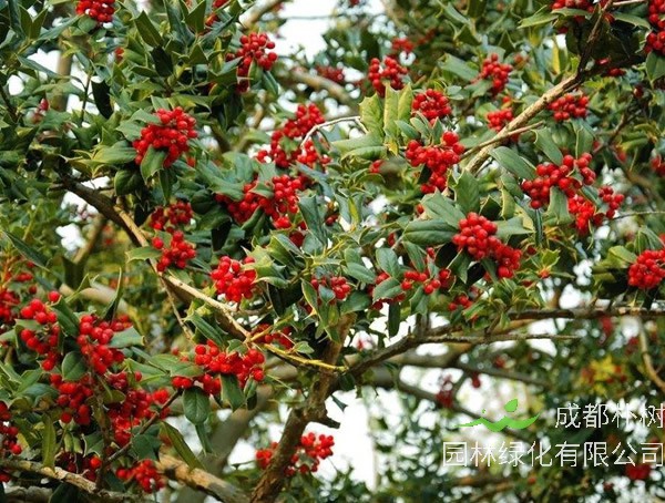 枸骨树扦插可以结果吗？