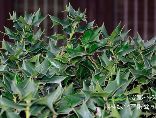 枸骨树为什么开花不结果？原因有哪些？