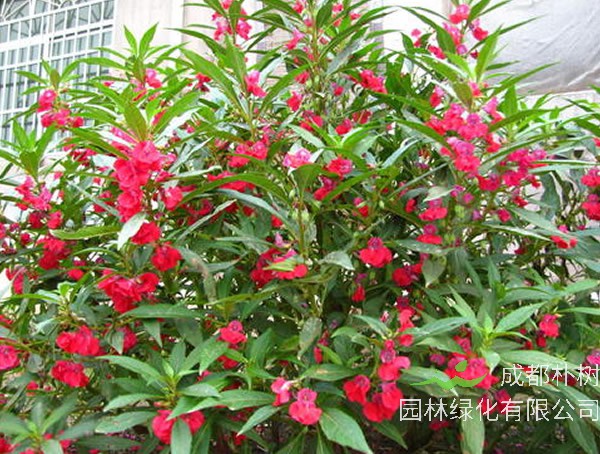 指甲花的功效与作用有哪些？