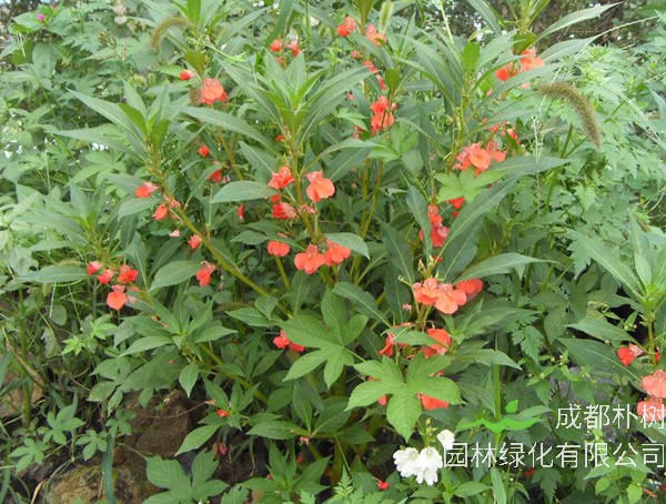 指甲花七月份可以播种吗？哪个月份播种最好？