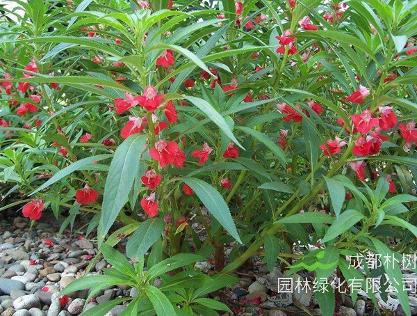 指甲花为什么光长叶子不开花？怎么处理？