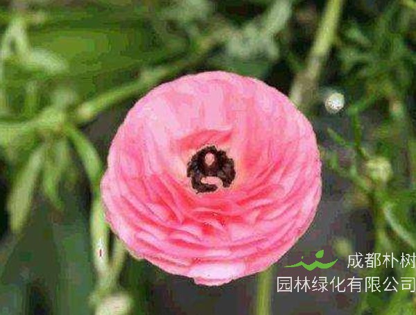 陆莲花的花语是什么？