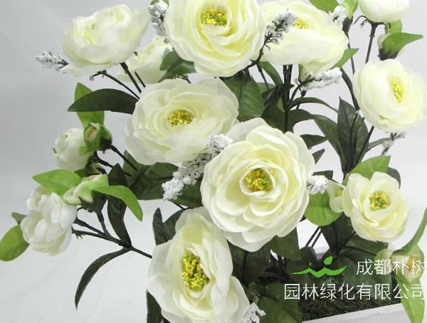 陆莲花是多年生植物吗？