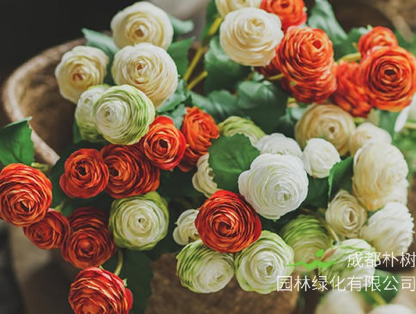 陆莲花的种植方法及注意事项有哪些？