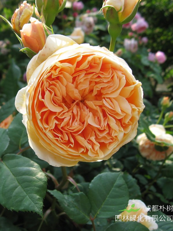 玛格丽特王妃月季一年开几次？