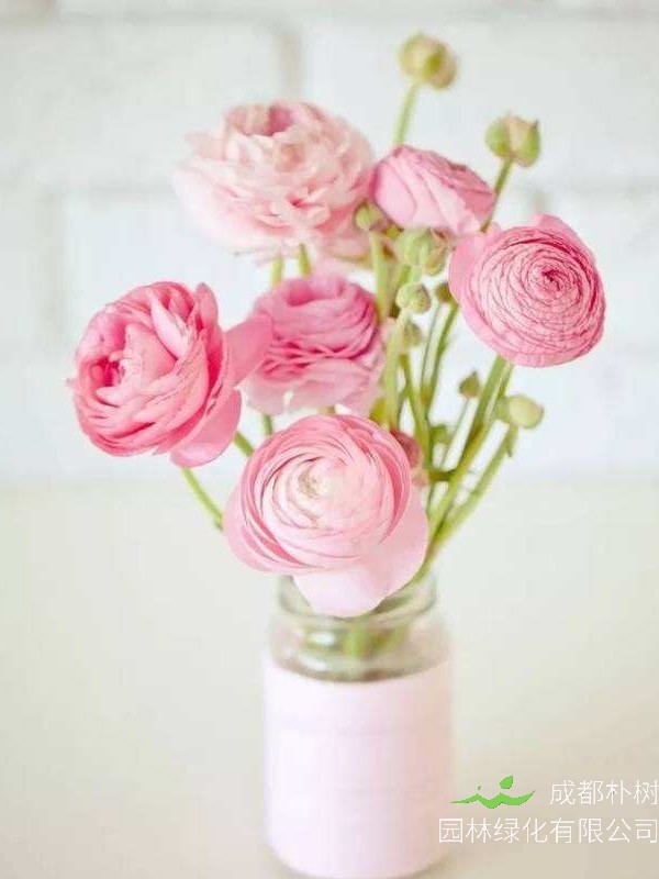 陆莲花花期是几月？开花时间是多久？