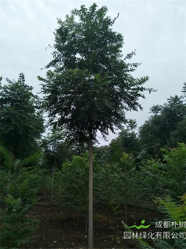 如何区别千头椿和臭椿？