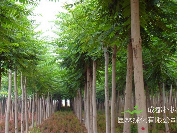 种植千头椿前景怎么样？