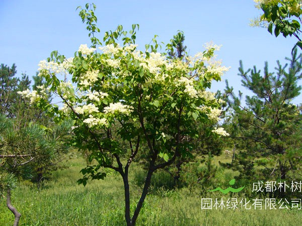 暴马丁香如何修剪？