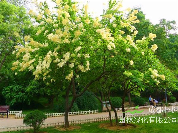 暴马丁香怎么样？