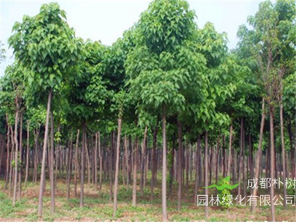 楸树怎么种？楸树果实怎么吃？