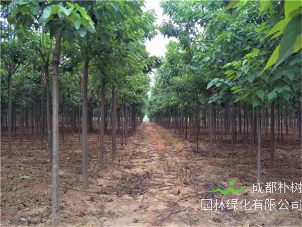 楸树和梓树怎么区分？