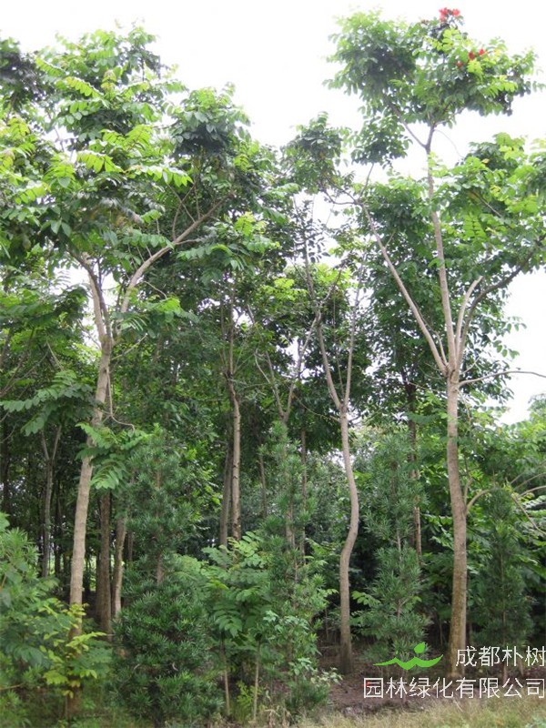 桃花心木和榉木哪个好？