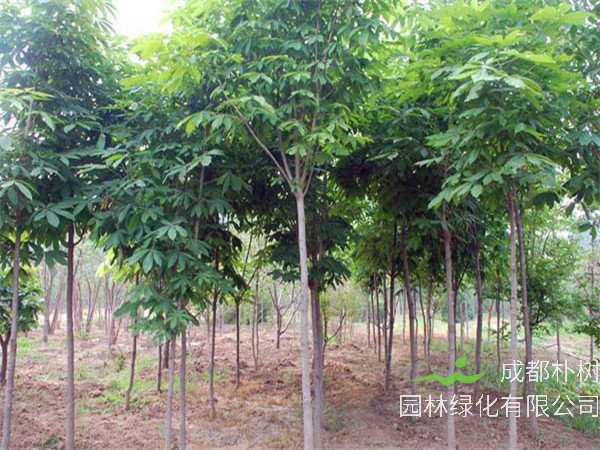 七叶树怎么修剪？