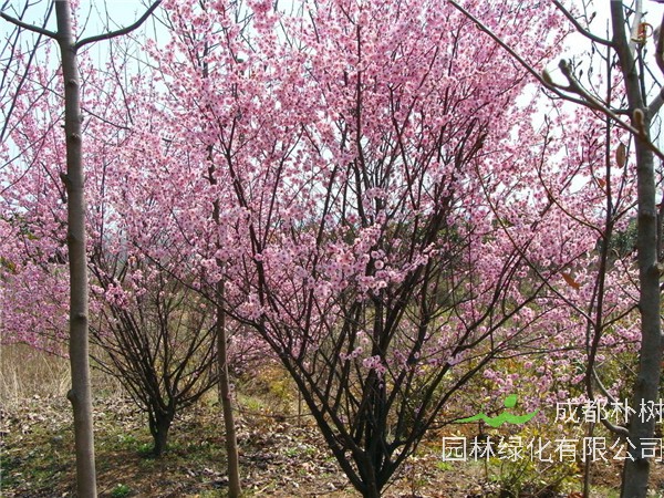 什么是美人梅?美人梅什么时候开花?