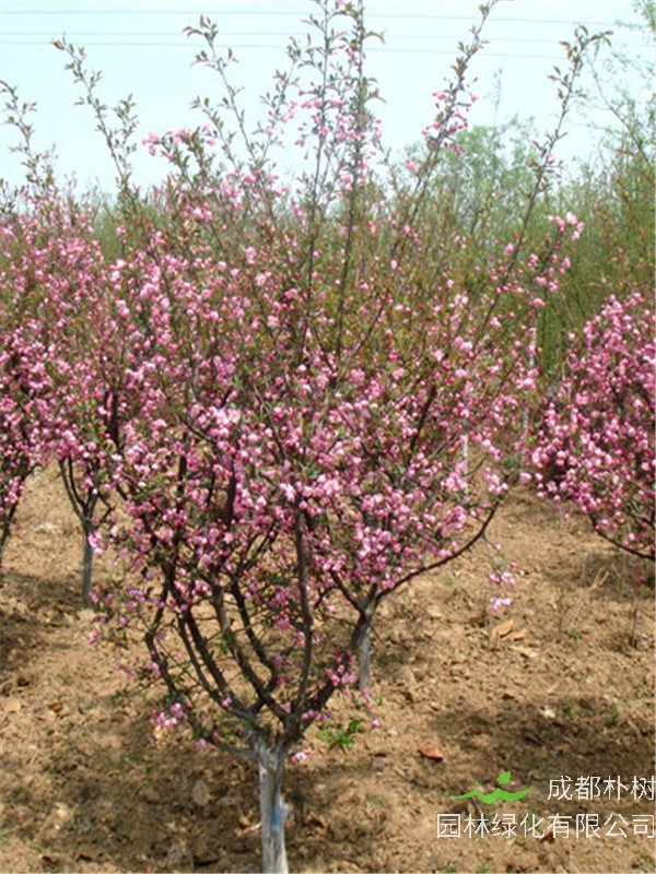 美人梅什么时候移栽？