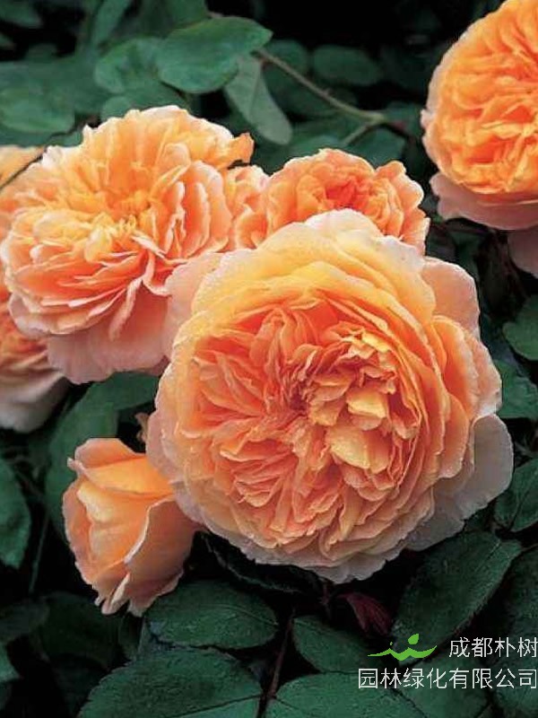 玛格丽特王妃月季是藤本还是灌木植物？