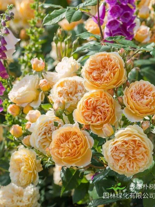 玛格丽特王妃月季为什么不开花？