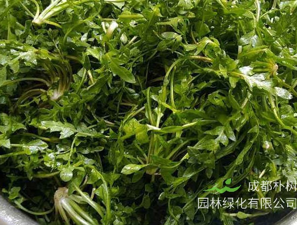 芨芨菜的功效作用禁忌分别有哪些？