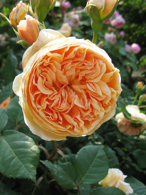 玛格丽特王妃月季一年开几次？