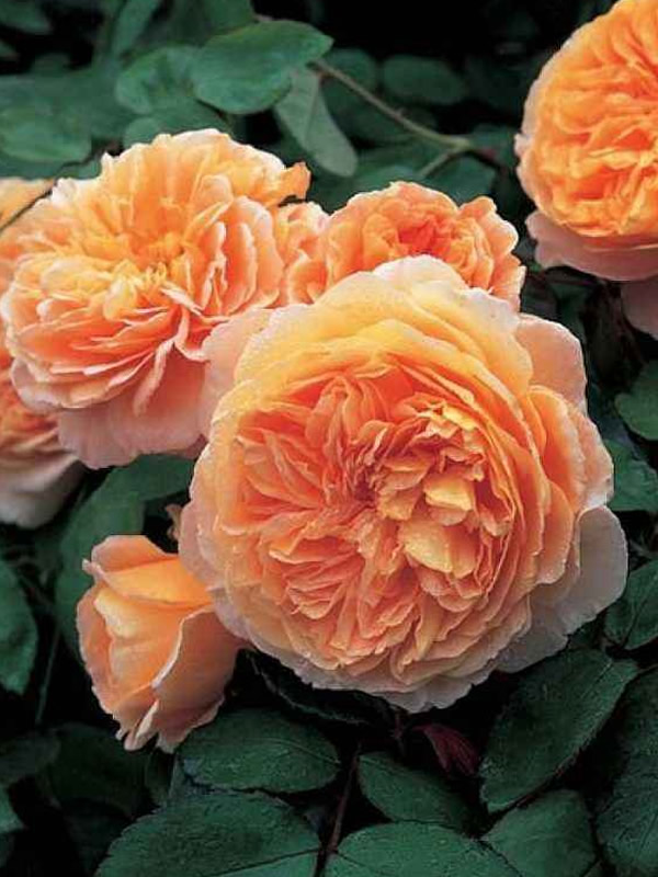 玛格丽特王妃月季是藤本还是灌木植物？