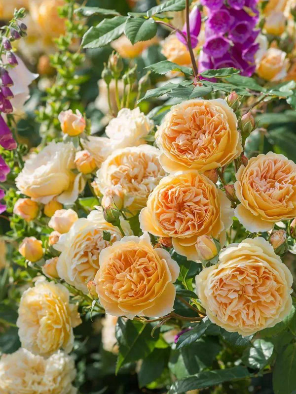 玛格丽特王妃月季为什么不开花？