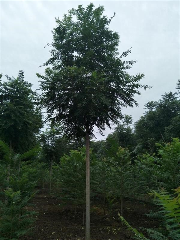 如何区别千头椿和臭椿？