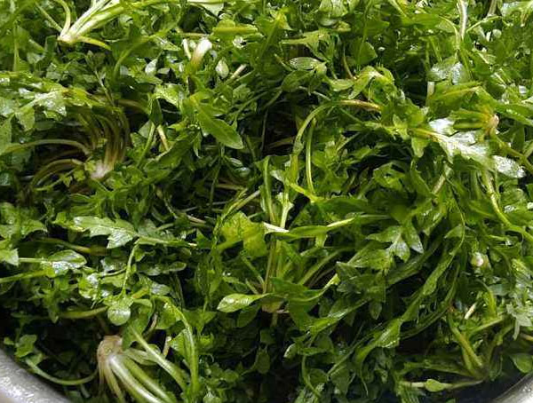 芨芨菜的功效作用禁忌分别有哪些？