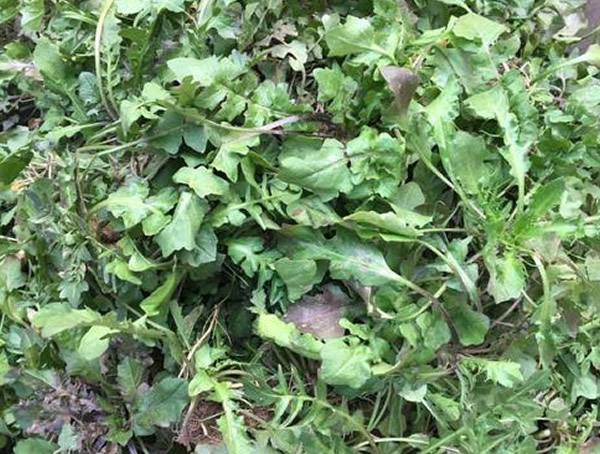 芨芨菜为什么苦？怎么做可以去苦味儿？