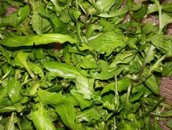 野生的芨芨菜如何识别？