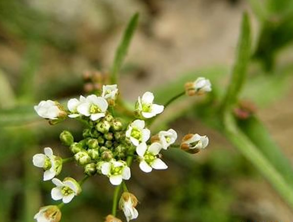 芨芨菜长什么样子？