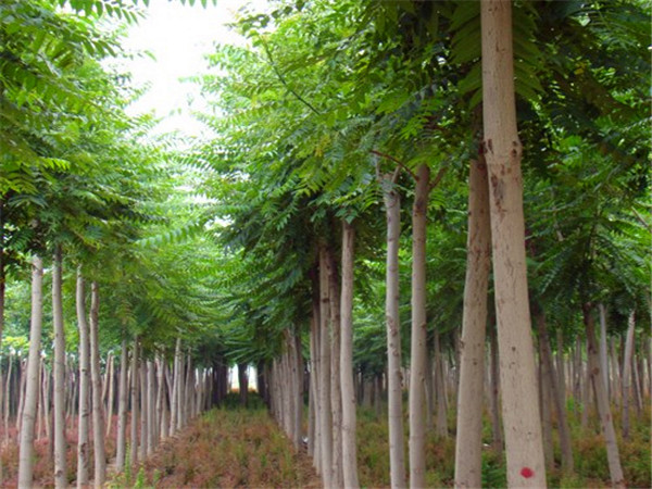 种植千头椿前景怎么样？