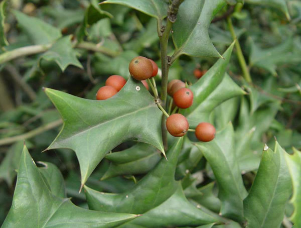 枸骨树的药用价值有哪些？