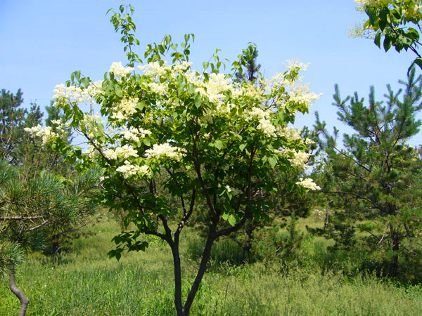 暴马丁香如何修剪？