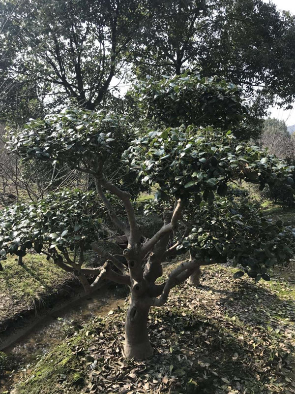 枸骨树的风水及作用有哪些？