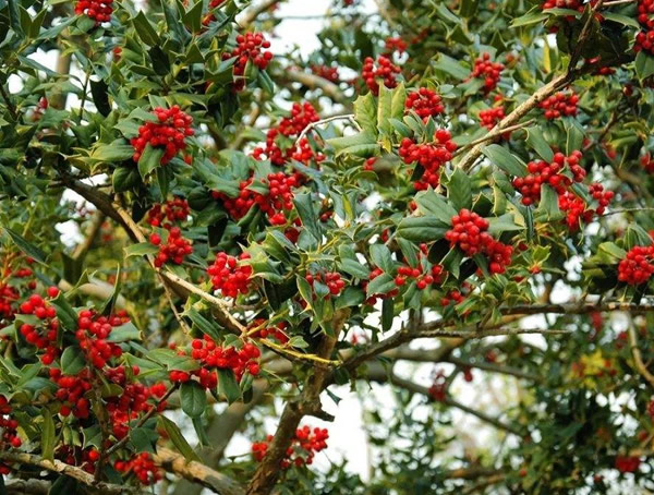 枸骨树扦插可以结果吗？