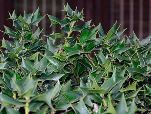 枸骨树为什么开花不结果？原因有哪些？